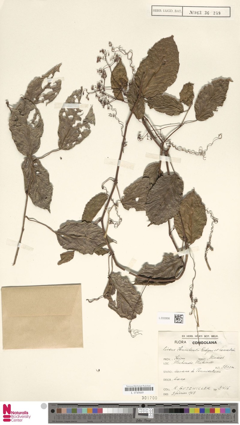Cissus humbertii photo 4