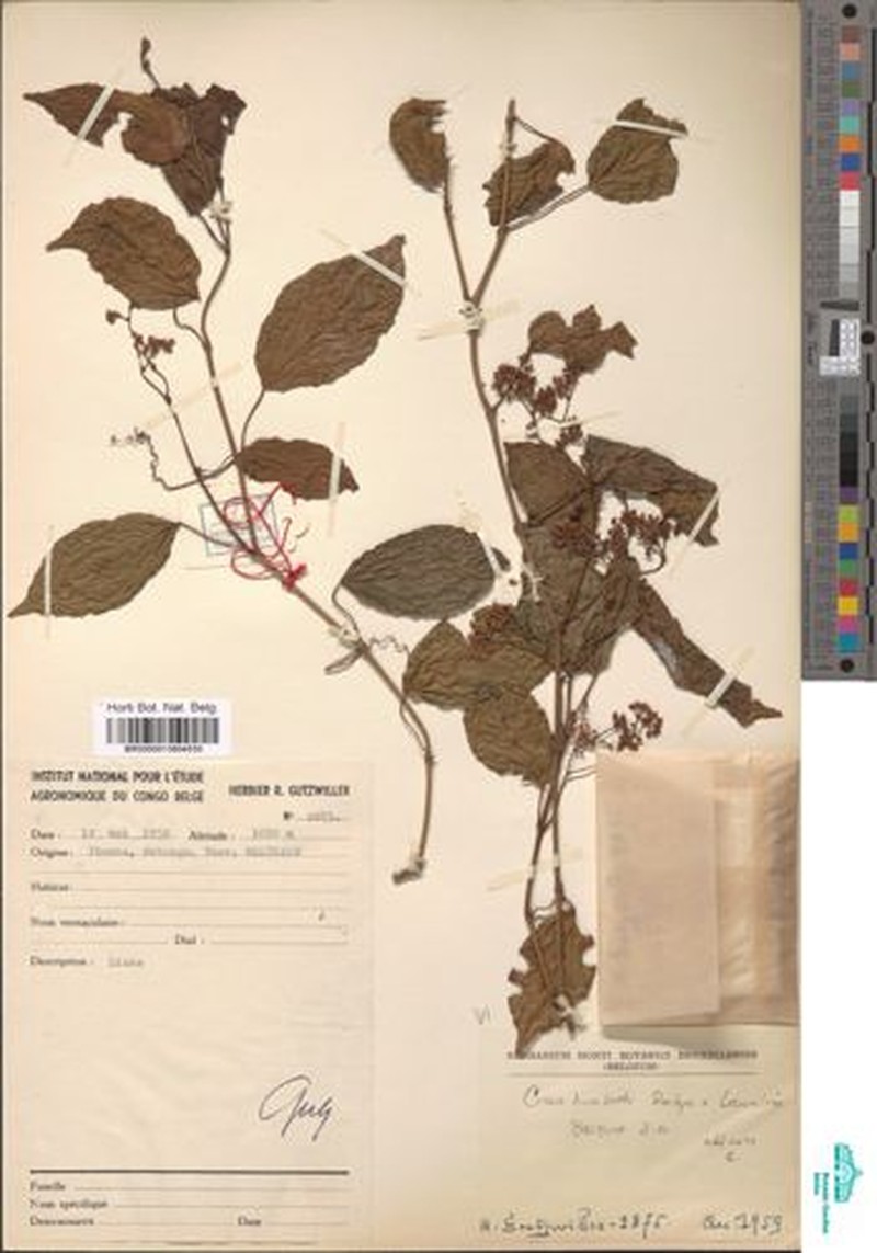 Cissus humbertii photo 6