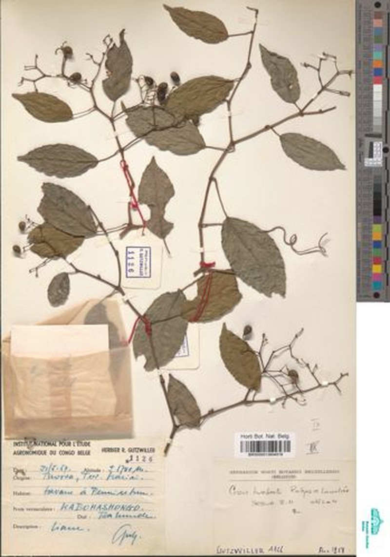 Cissus humbertii photo 7