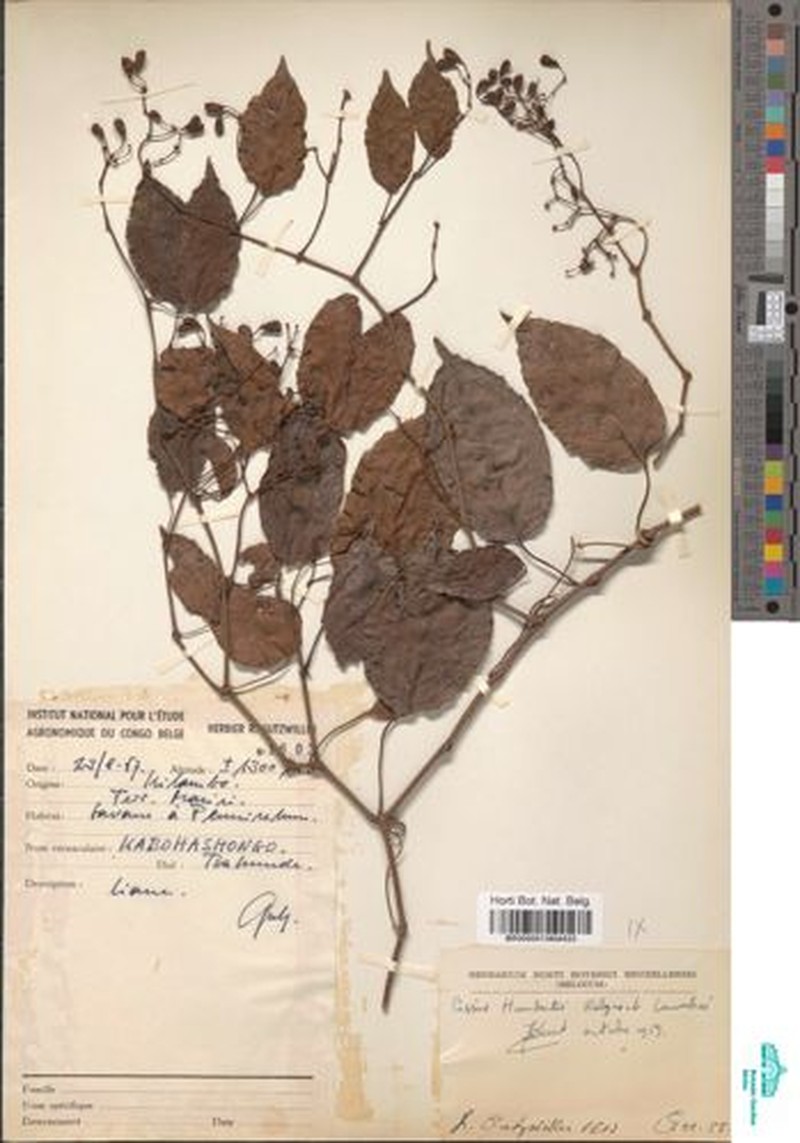 Cissus humbertii photo 8