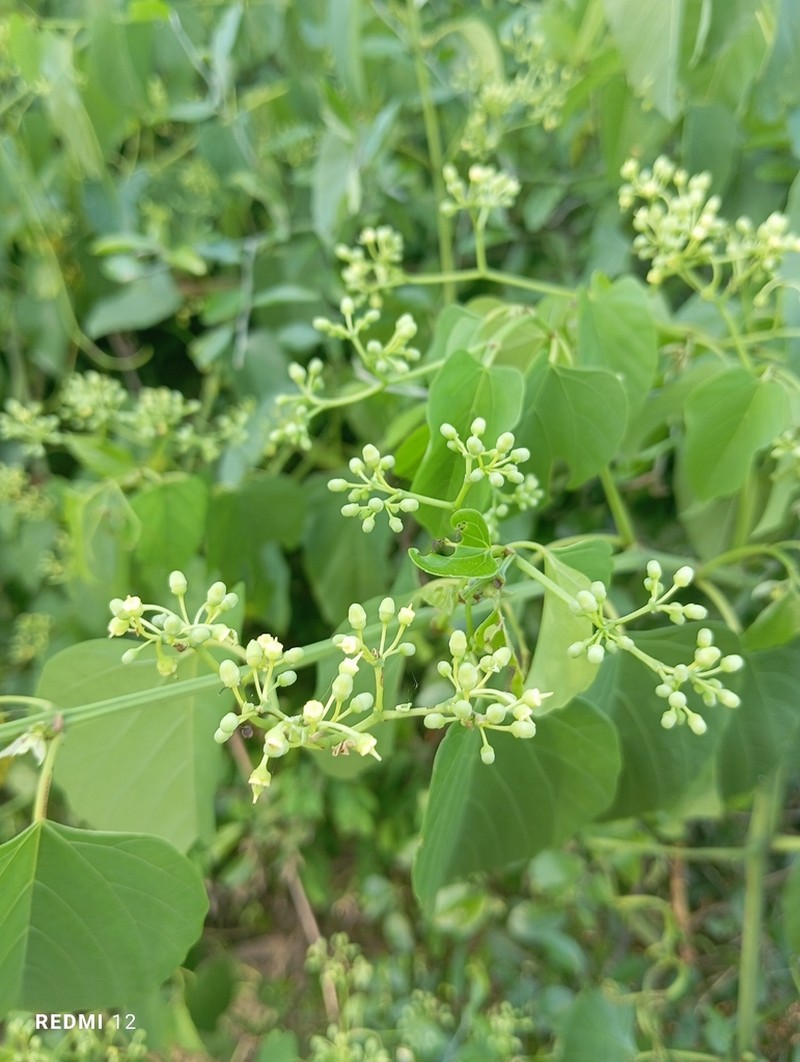 Cissus integrifolia