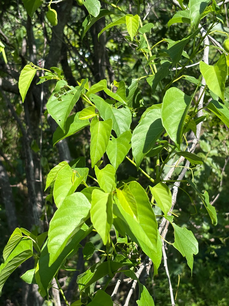 Cissus integrifolia photo 2
