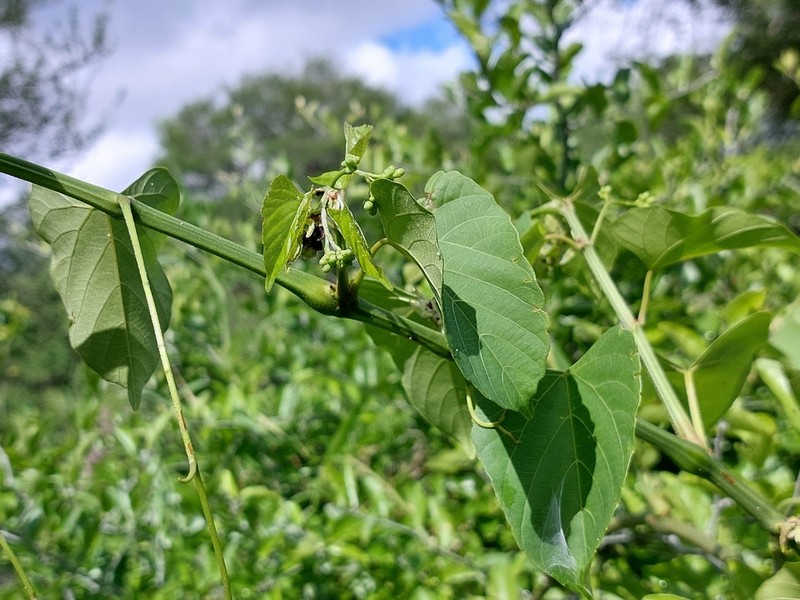 Cissus integrifolia photo 3