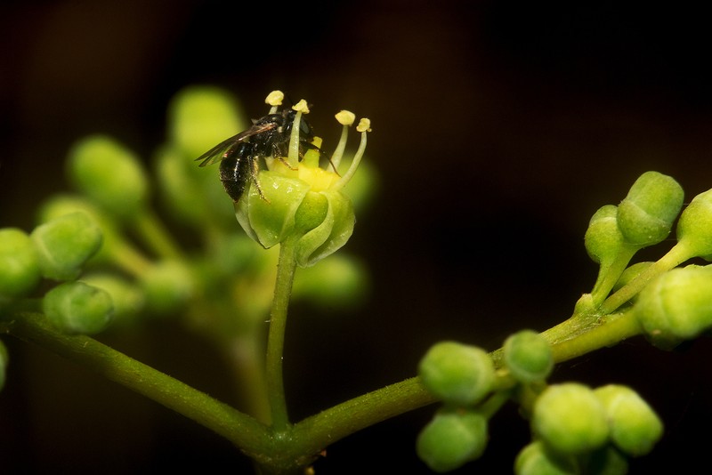 Cissus integrifolia photo 4
