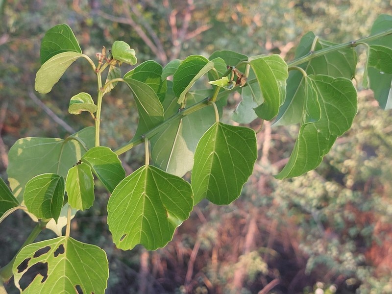 Cissus integrifolia photo 5