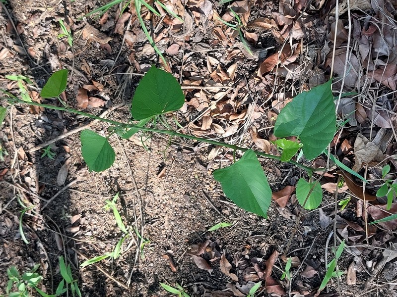Cissus integrifolia photo 6
