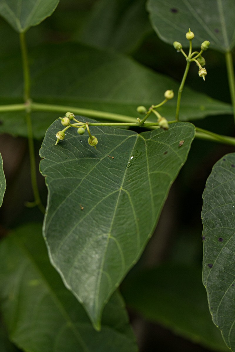 Cissus integrifolia photo 7