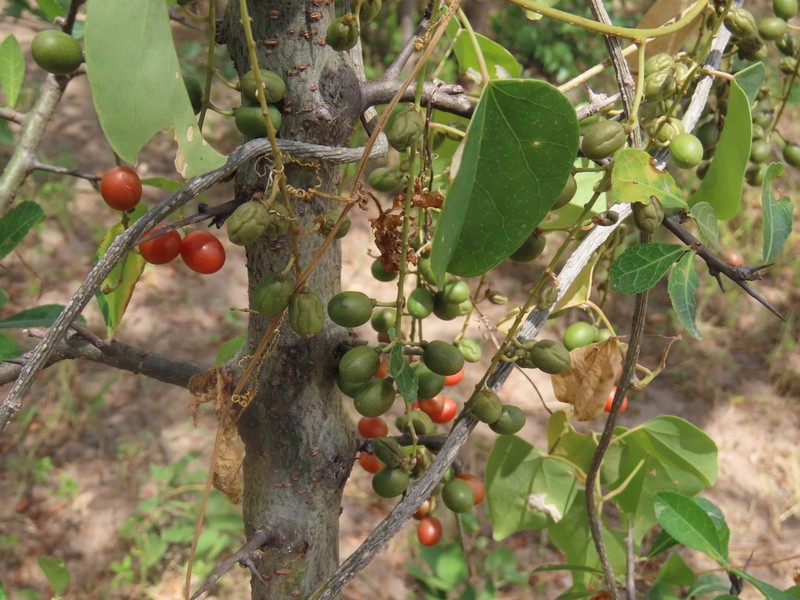 Cissus integrifolia photo 8