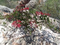 Intermediate Treebine