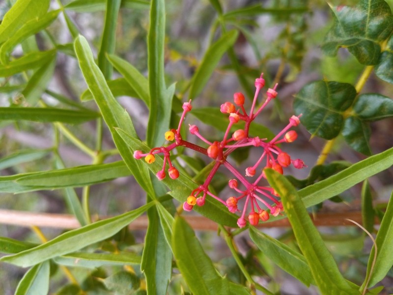 Intermediate Treebine photo 4