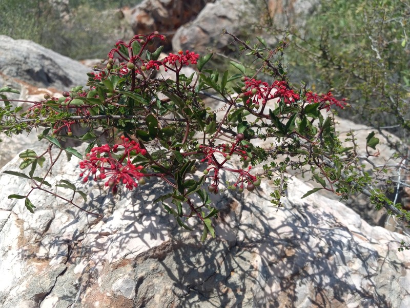 Intermediate Treebine photo 5