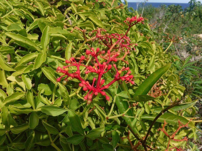 Intermediate Treebine photo 8
