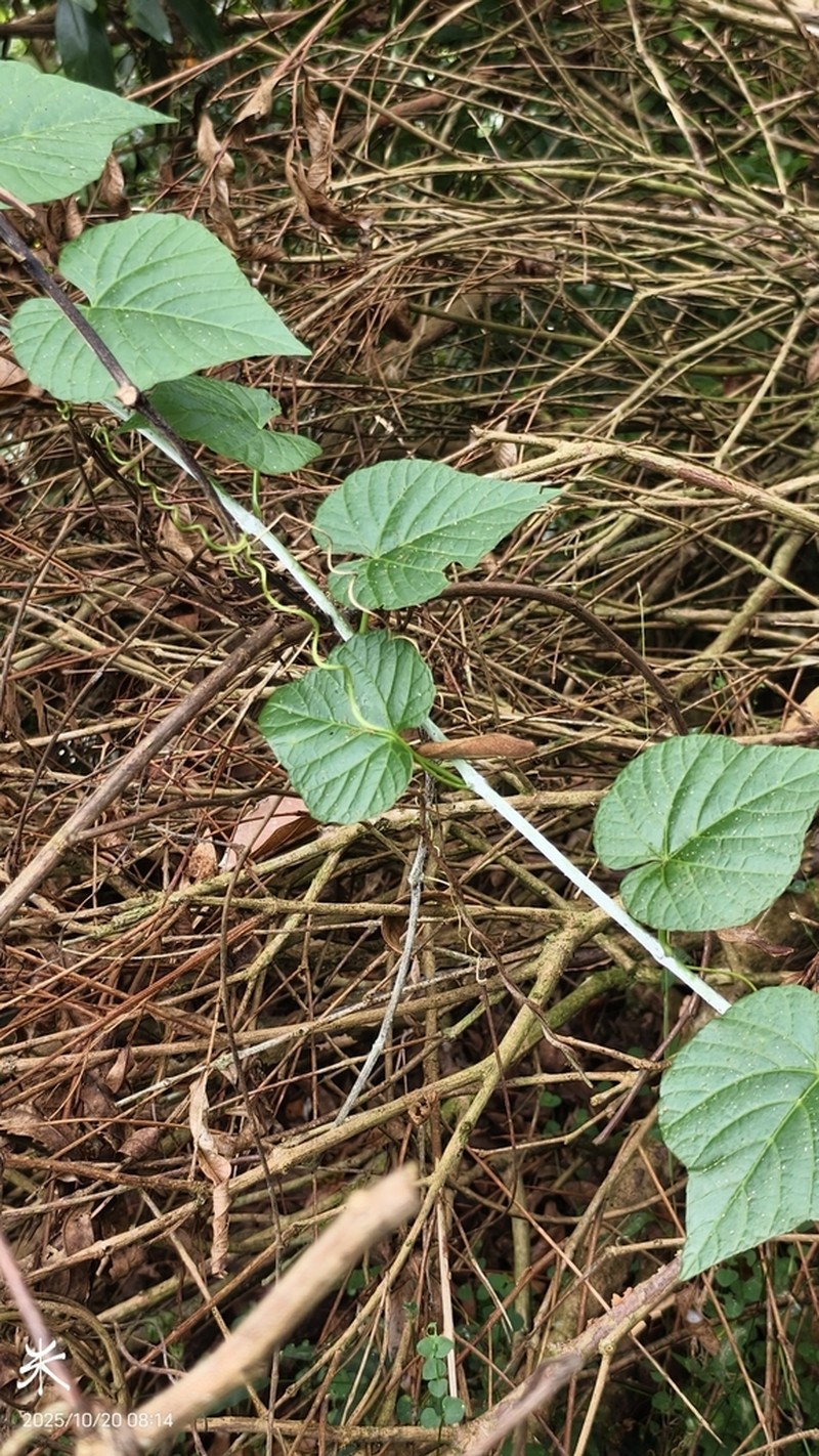 Cissus kerrii