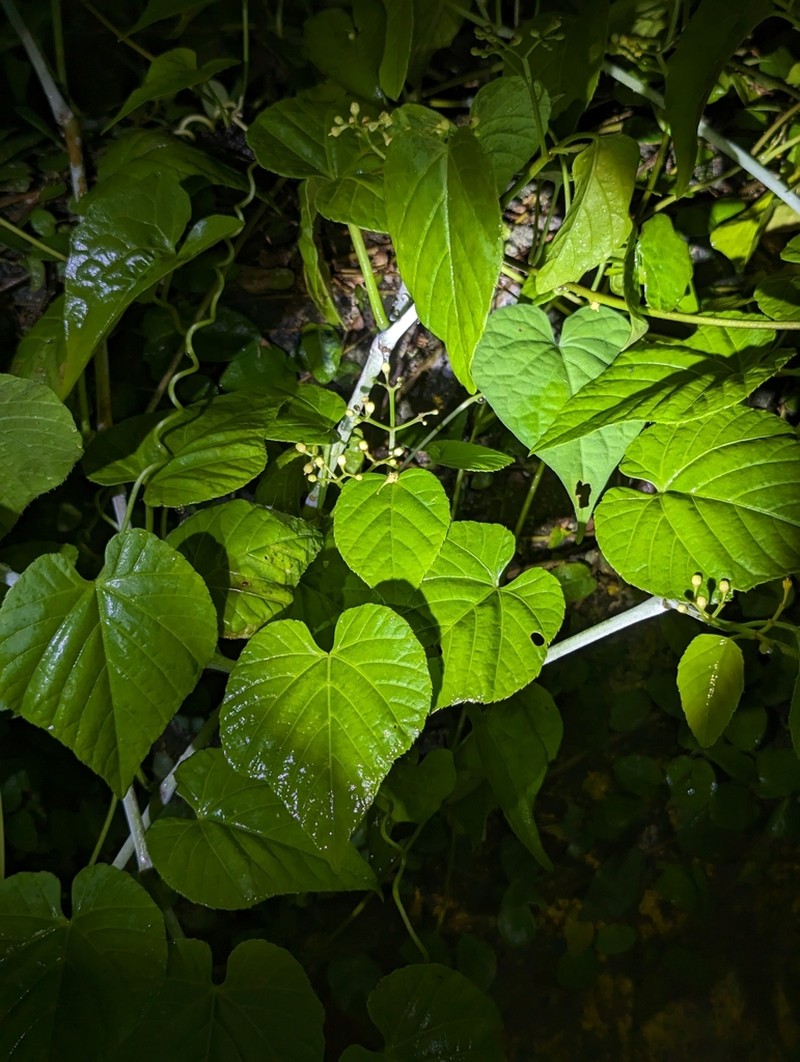 Cissus kerrii photo 2