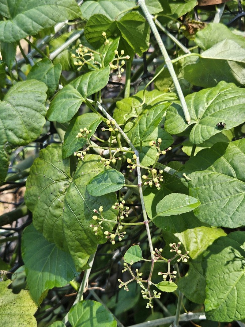 Cissus kerrii photo 3