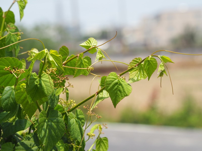 Cissus kerrii photo 4