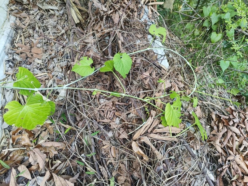 Cissus kerrii photo 5