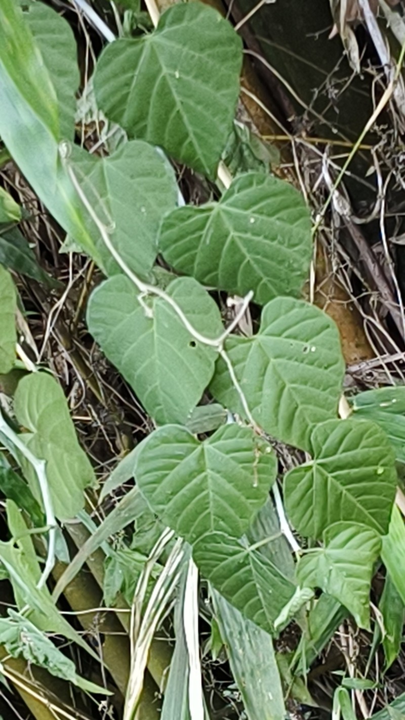 Cissus kerrii photo 6