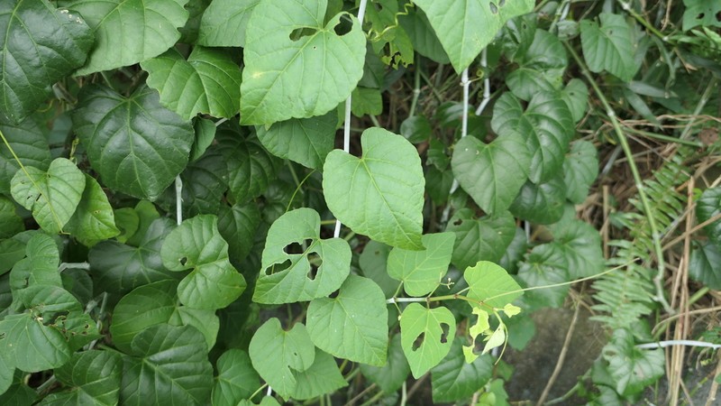Cissus kerrii photo 7