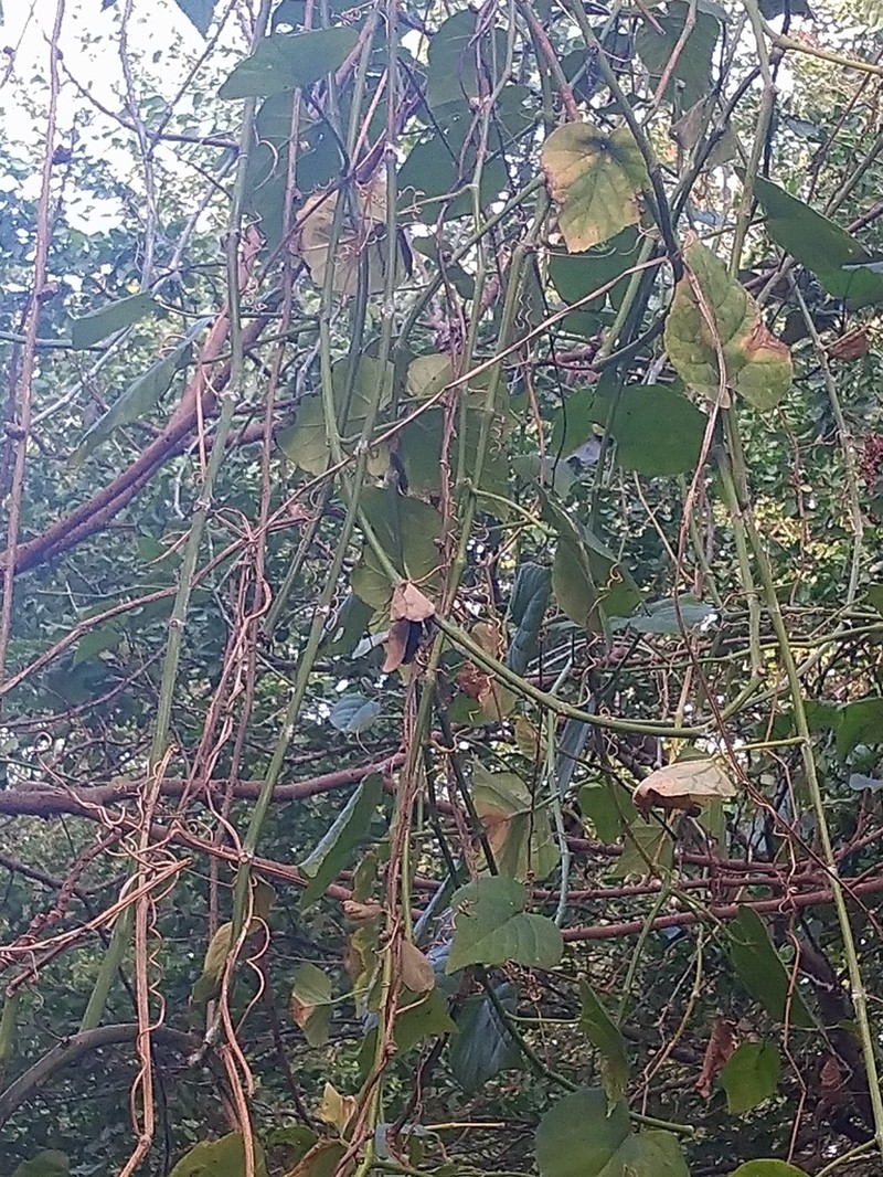 Cissus kerrii photo 8