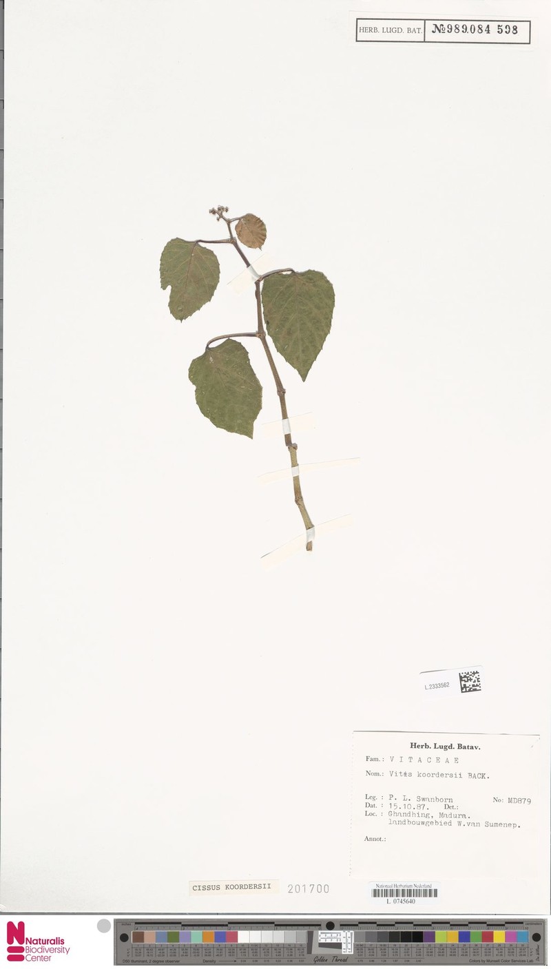 Cissus koordersii