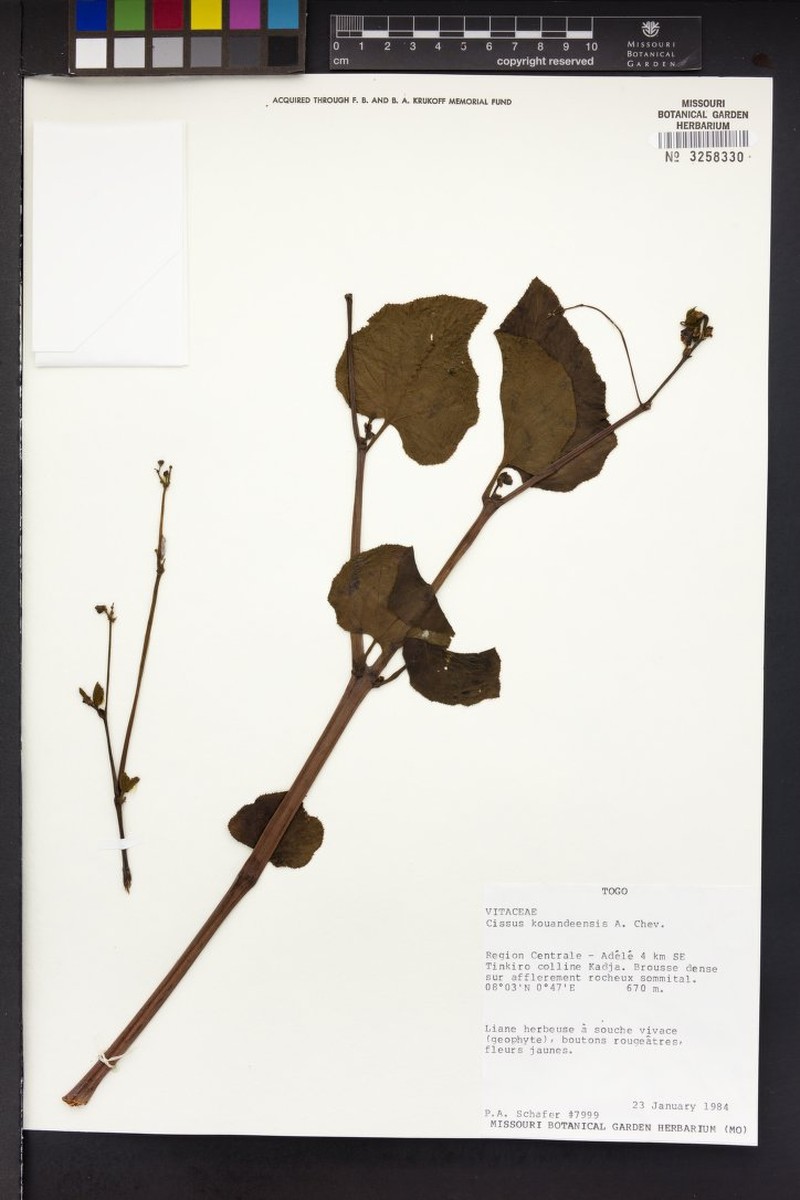 Cissus kouandeensis