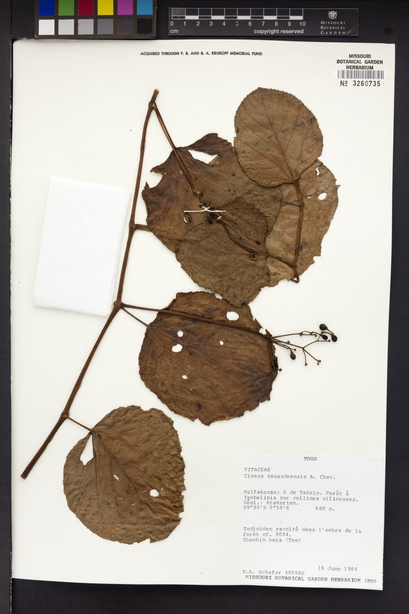 Cissus kouandeensis photo 3
