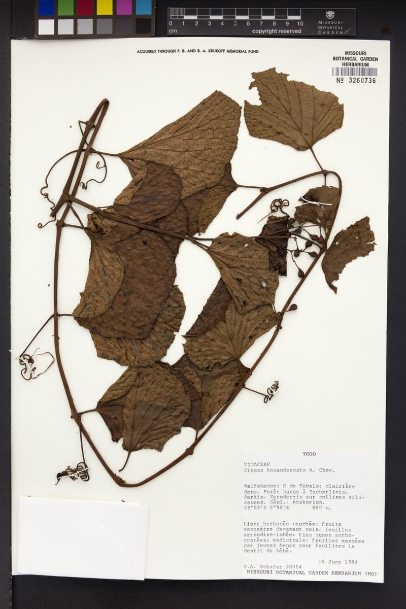 Cissus kouandeensis photo 4