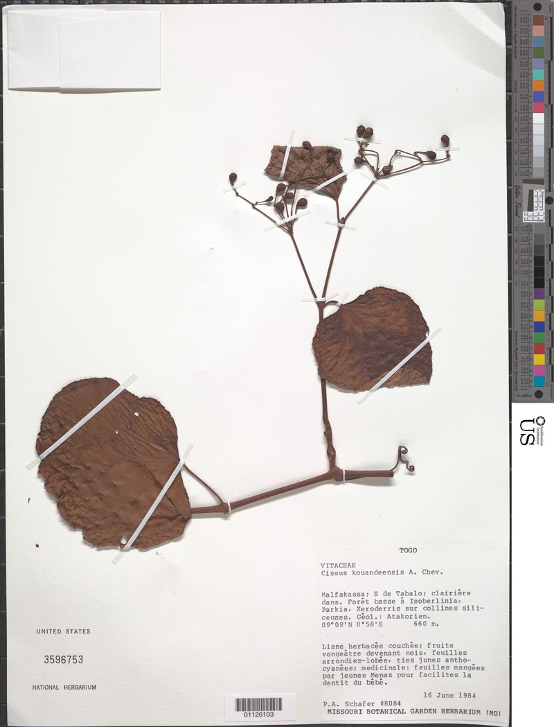 Cissus kouandeensis photo 5