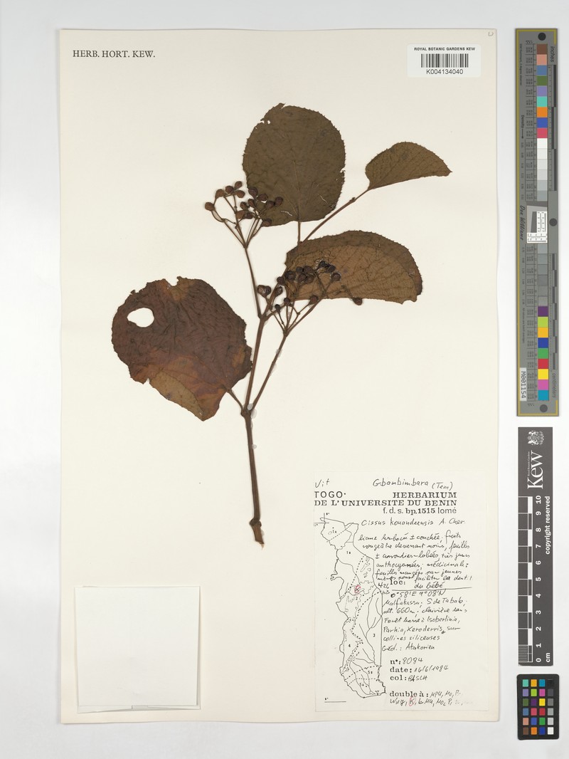 Cissus kouandeensis photo 7