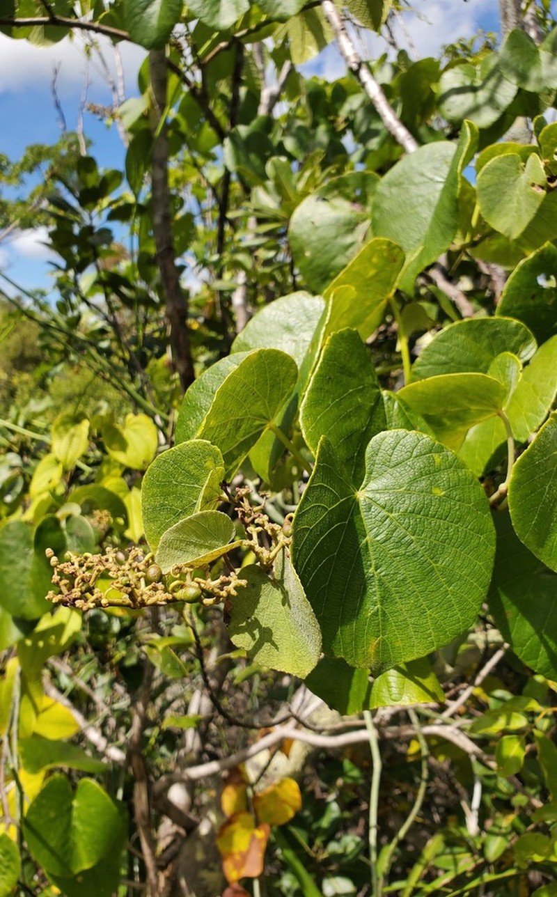 Cissus lanea
