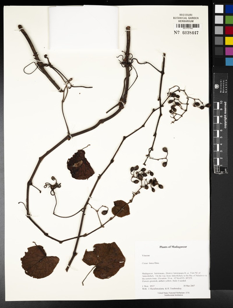 Cissus lanea photo 3