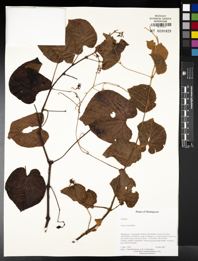 Cissus lanea photo 4