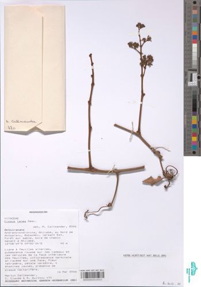 Cissus lanea photo 5
