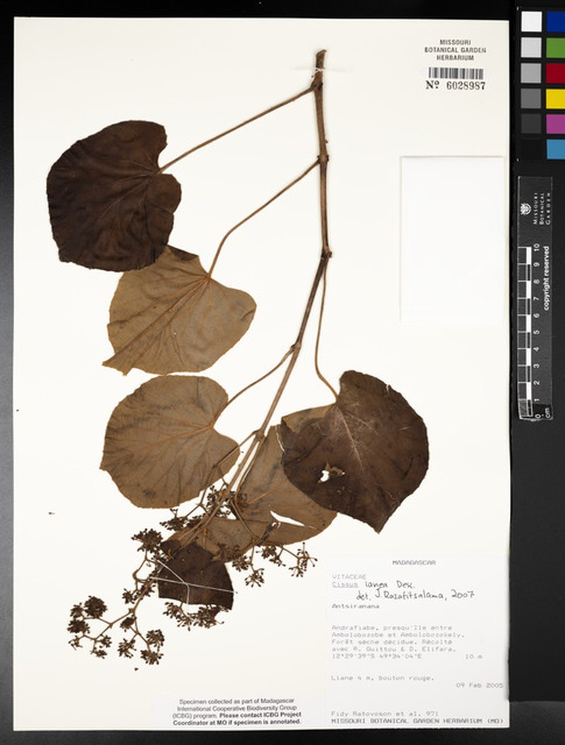 Cissus lanea photo 6