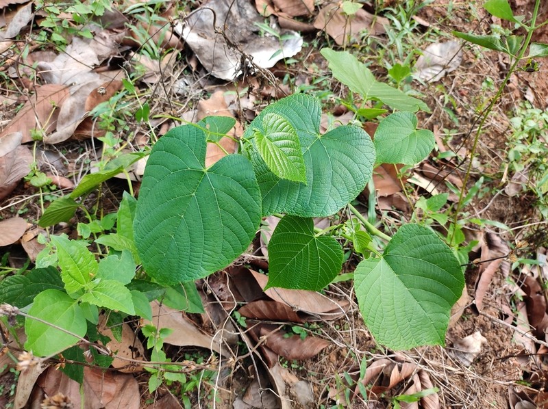 Cissus latifolia