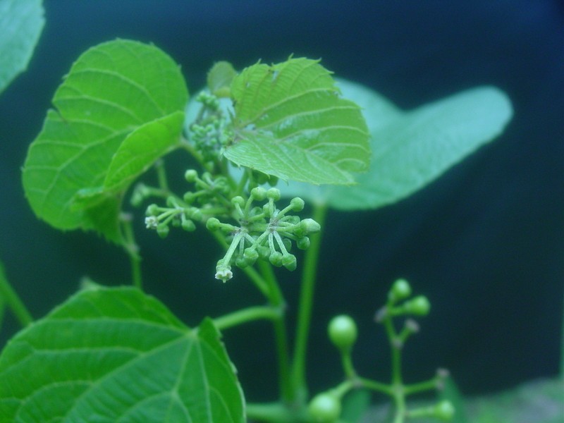 Cissus latifolia photo 2