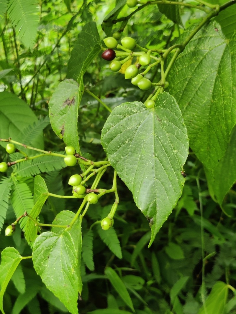 Cissus latifolia photo 3