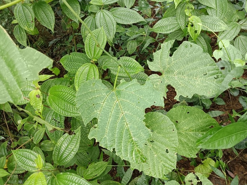 Cissus latifolia photo 4