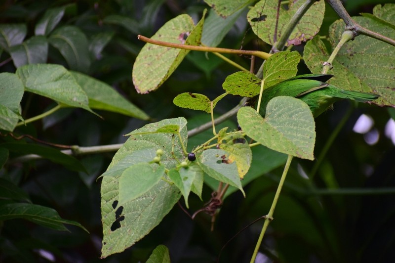 Cissus latifolia photo 5
