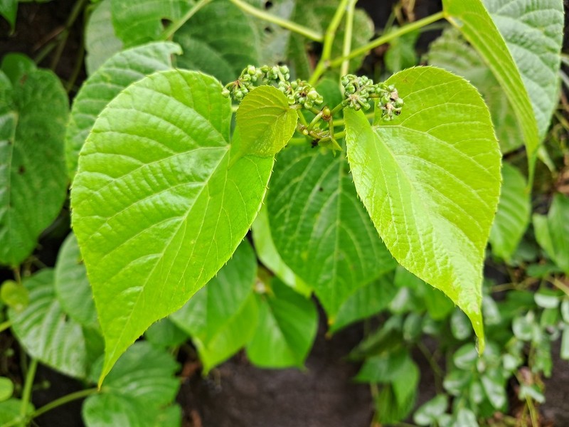 Cissus latifolia photo 6