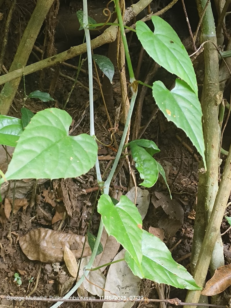 Cissus latifolia photo 7