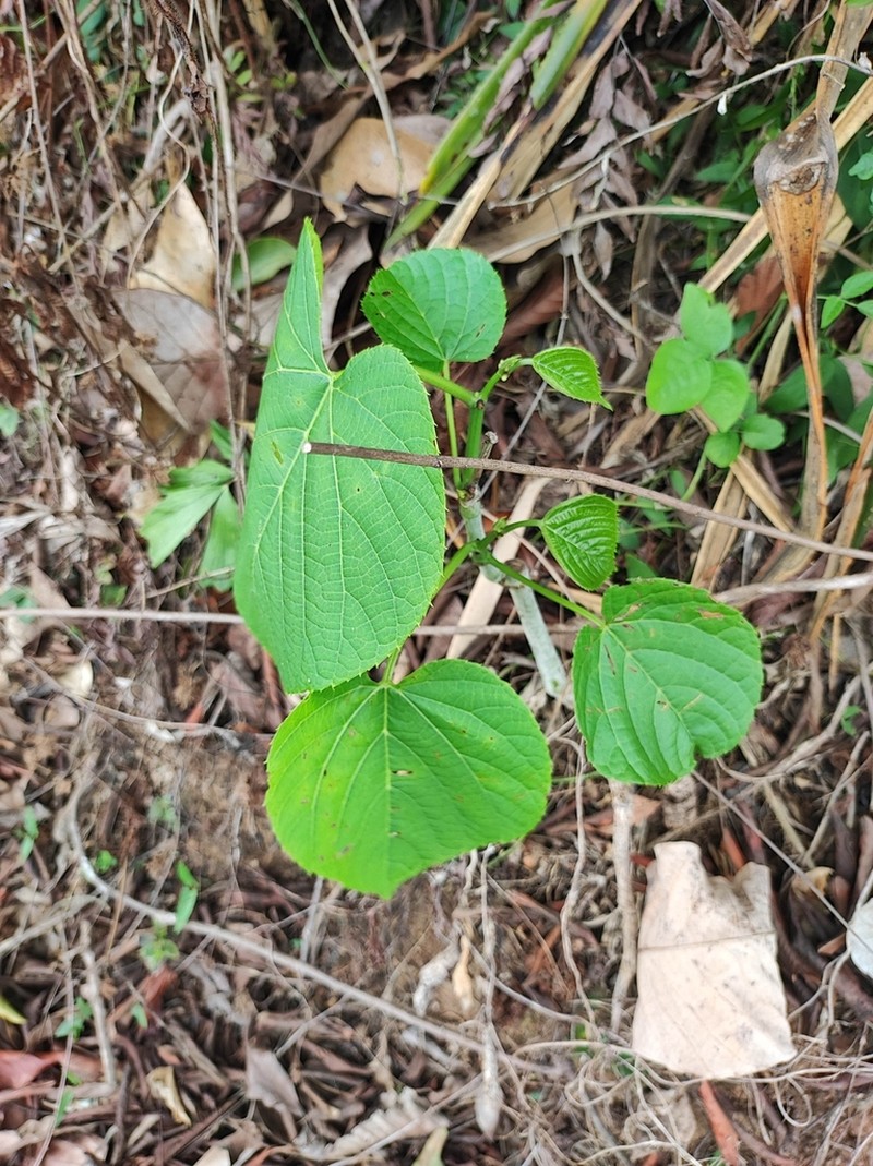 Cissus latifolia photo 8