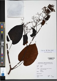 Cissus lebrunii