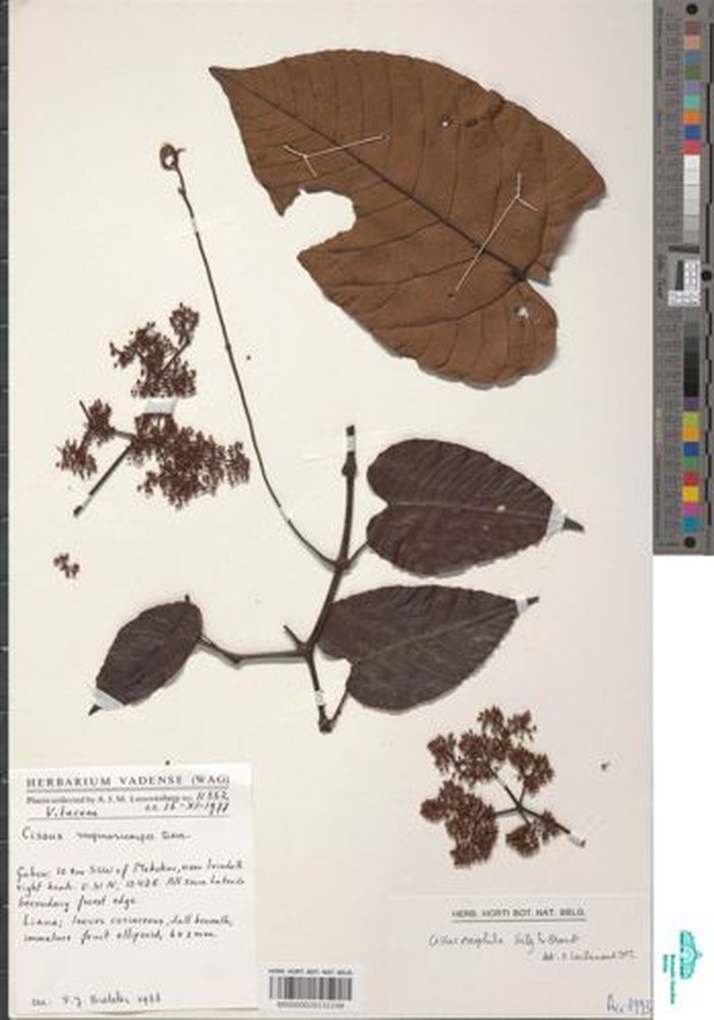 Cissus lebrunii photo 2