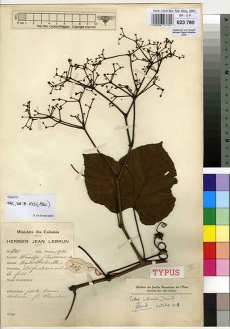 Cissus lebrunii photo 4