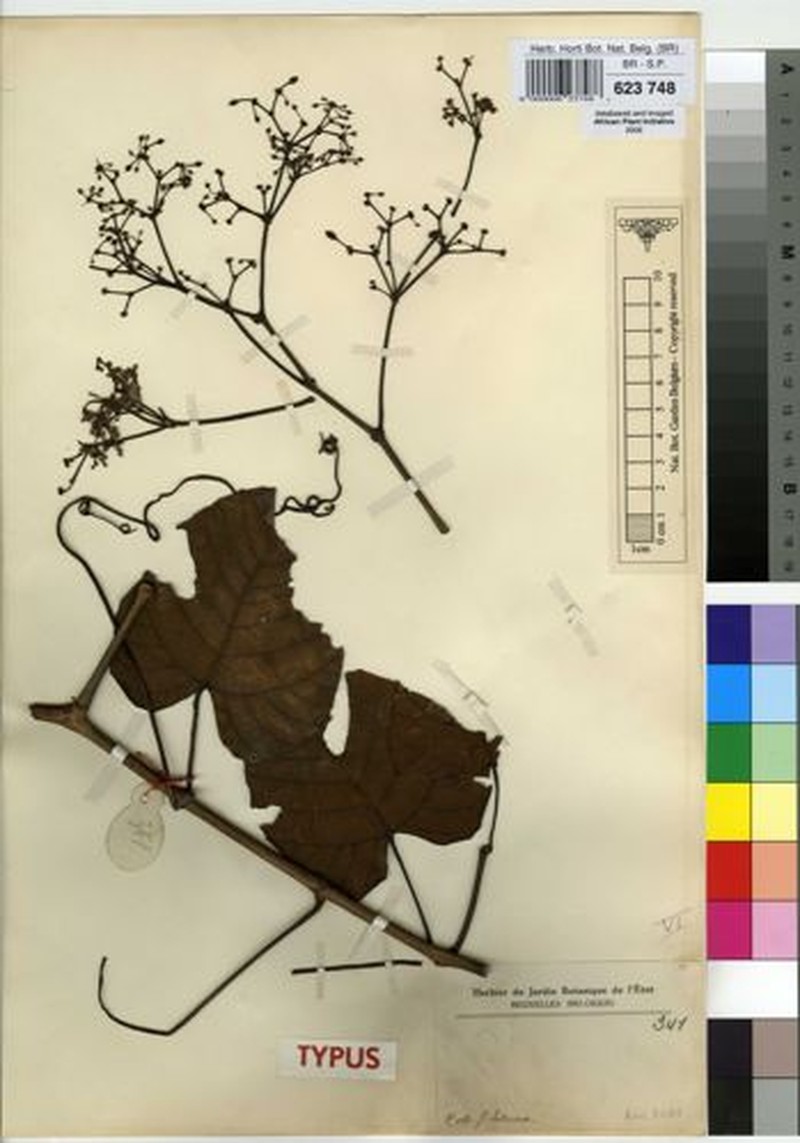Cissus lebrunii photo 5