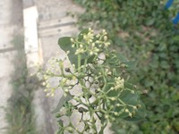 Cissus leemansii