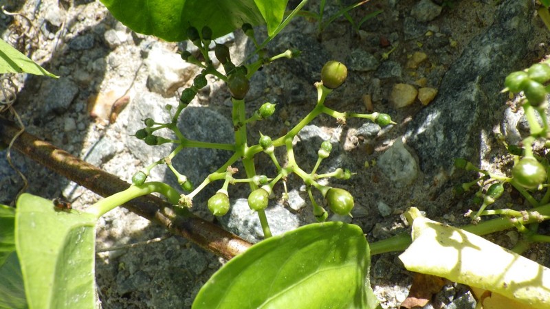 Cissus leemansii photo 2