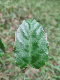 Cissus leonardii